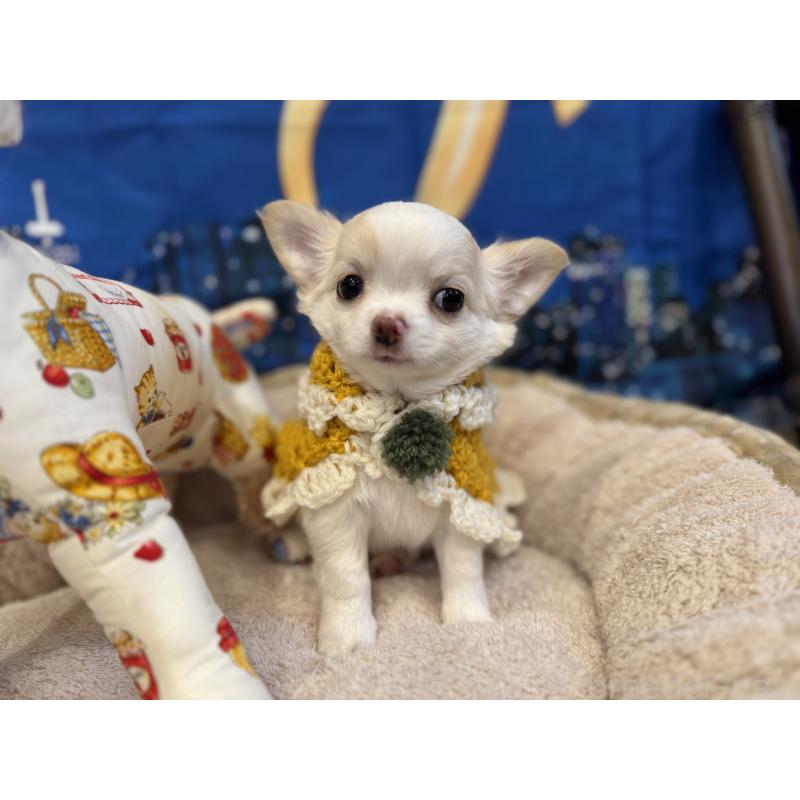 販売中の秋田県のチワワ(ロングコート)-439503の3枚目