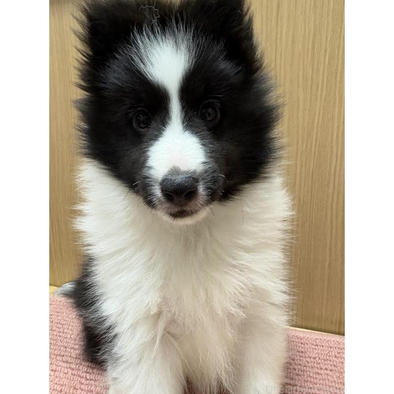 販売中の愛知県のシェットランドシープドッグ(シェルティ)-431717の2枚目