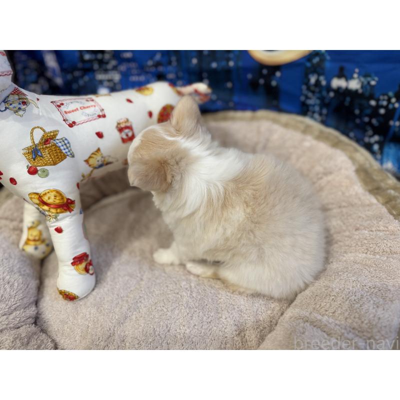 販売中の秋田県のチワワ(ロングコート)-439503の2枚目