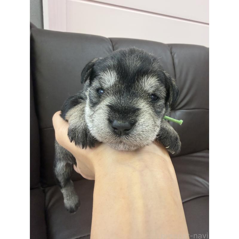 販売中の滋賀県のミニチュアシュナウザー-439507の5枚目