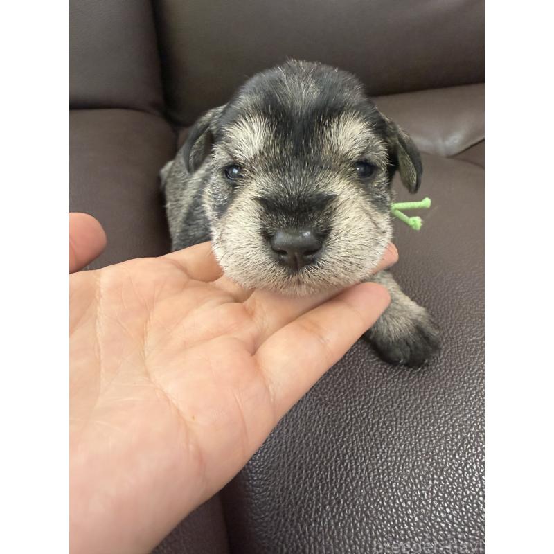 販売中の滋賀県のミニチュアシュナウザー-439507の4枚目