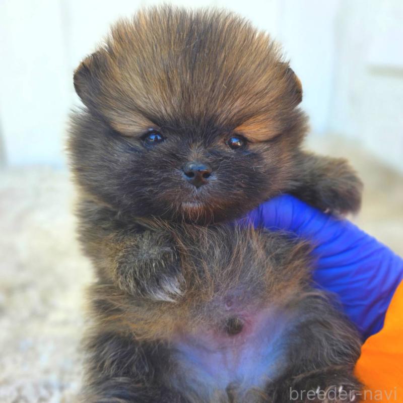 販売中の茨城県のポメラニアン-439504の7枚目