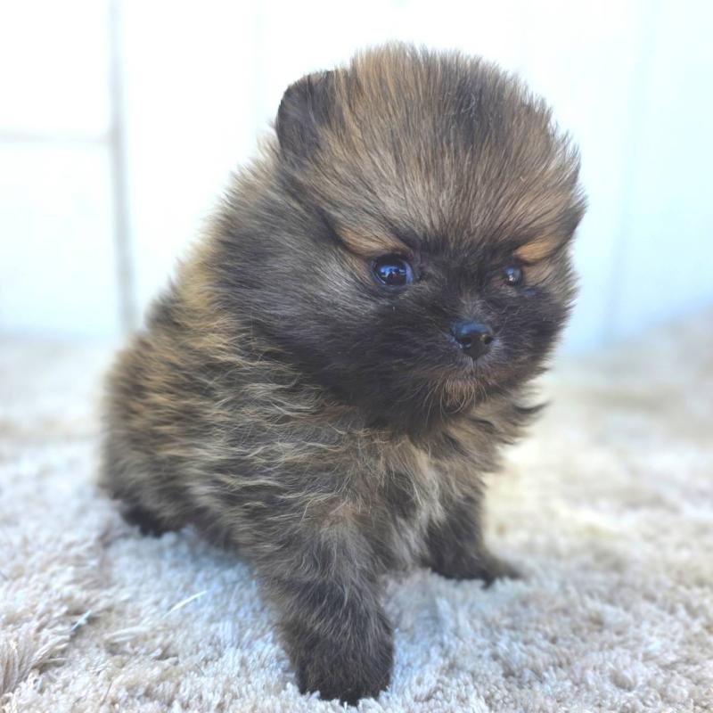 販売中の茨城県のポメラニアン-439504の6枚目