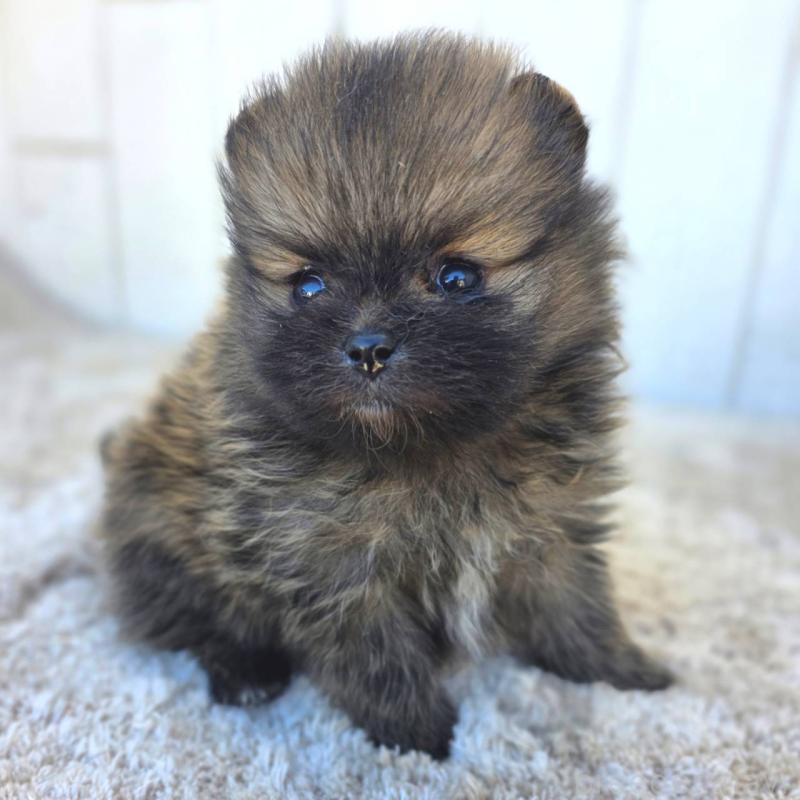 販売中の茨城県のポメラニアン-439504の5枚目