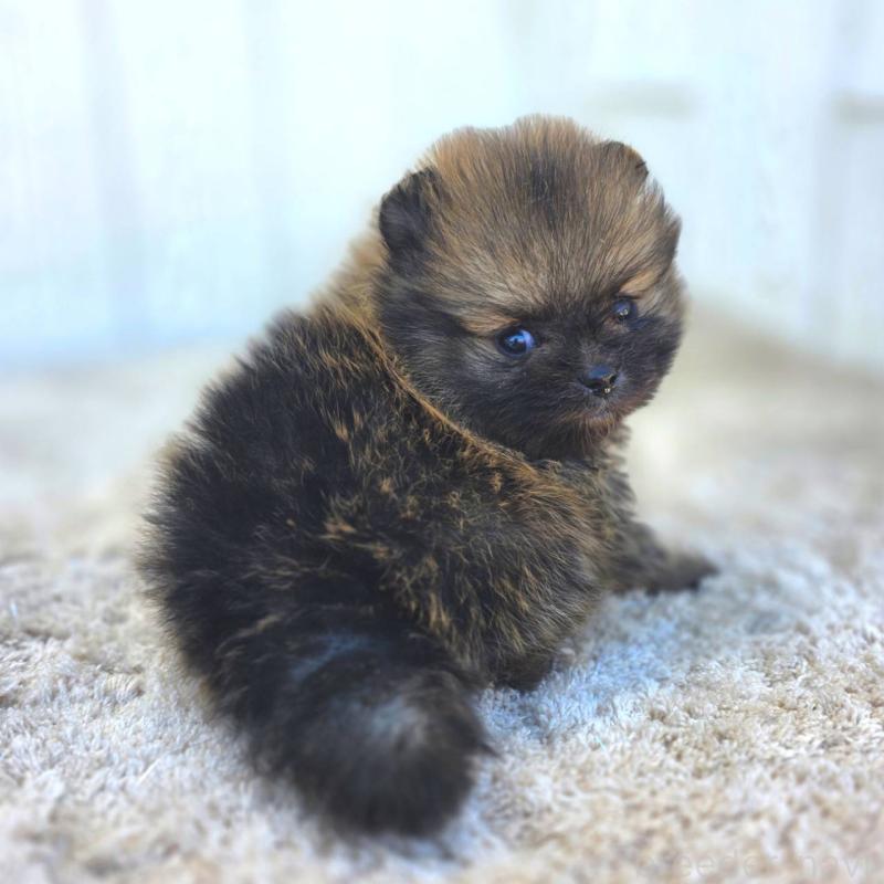 販売中の茨城県のポメラニアン-439504の3枚目