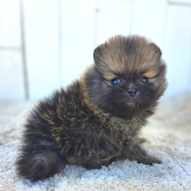 販売中の茨城県のポメラニアン-439504の2枚目