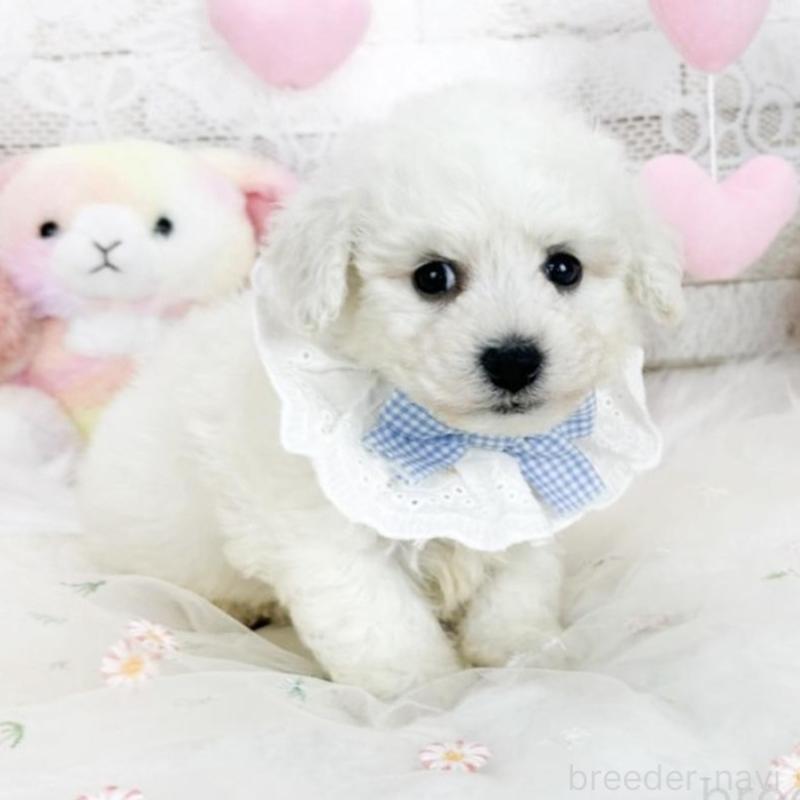 販売中の滋賀県のビションフリーゼ-439506