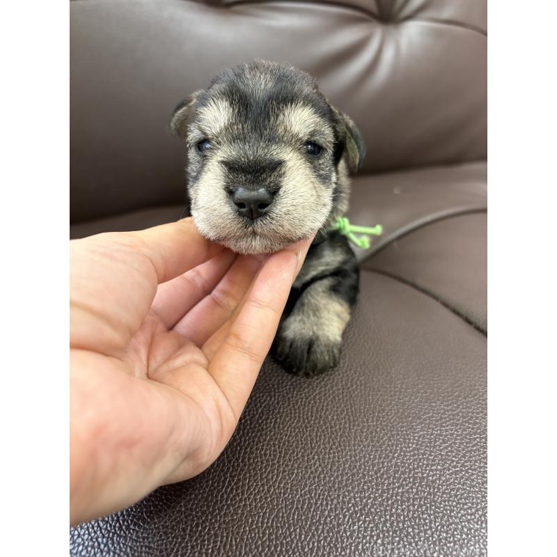 販売中の滋賀県のミニチュアシュナウザー-439507の3枚目