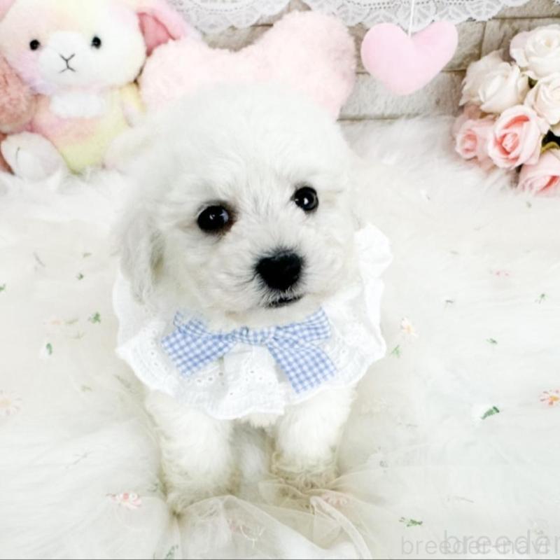 販売中の滋賀県のビションフリーゼ-439506の6枚目