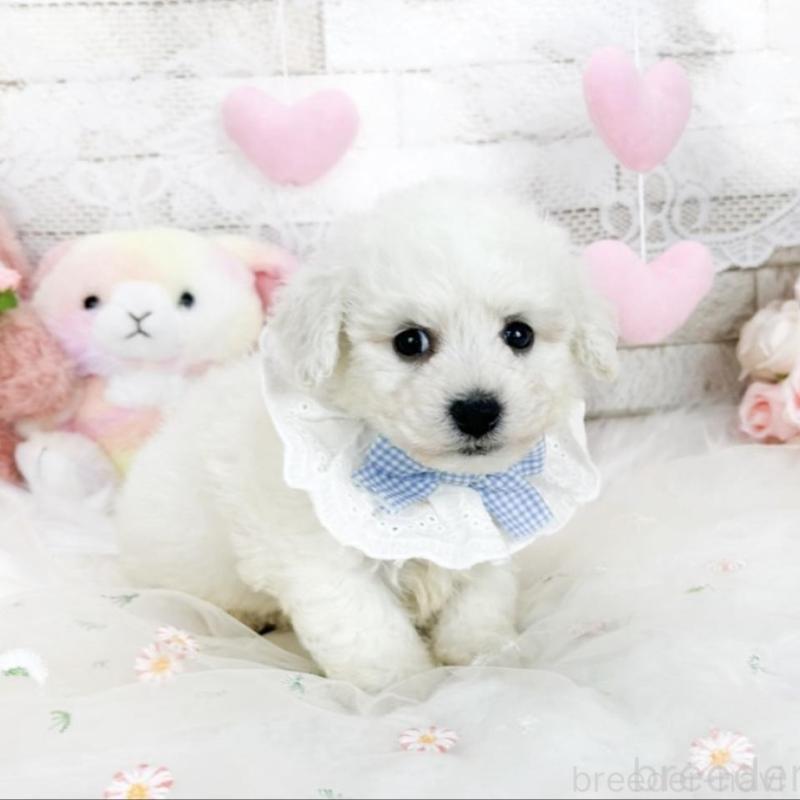 販売中の滋賀県のビションフリーゼ-439506の5枚目