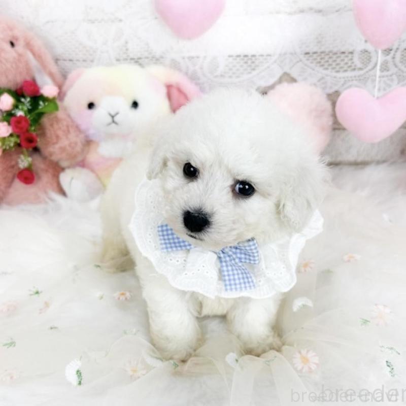 販売中の滋賀県のビションフリーゼ-439506の4枚目