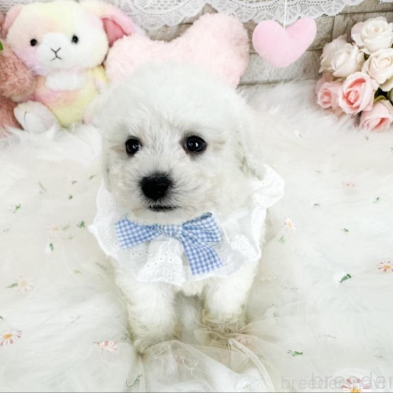 販売中の滋賀県のビションフリーゼ-439506の3枚目