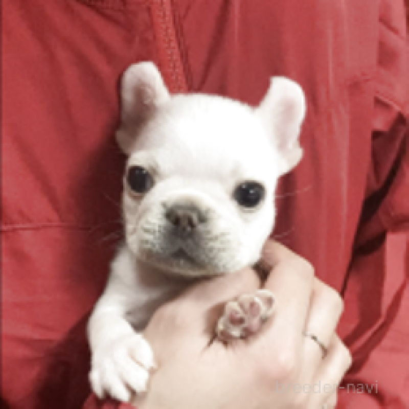販売中の神奈川県のフレンチブルドッグ-439505の1枚目