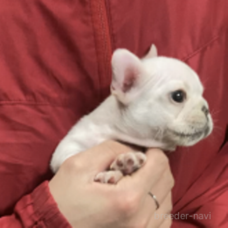 販売中の神奈川県のフレンチブルドッグ-439505の3枚目