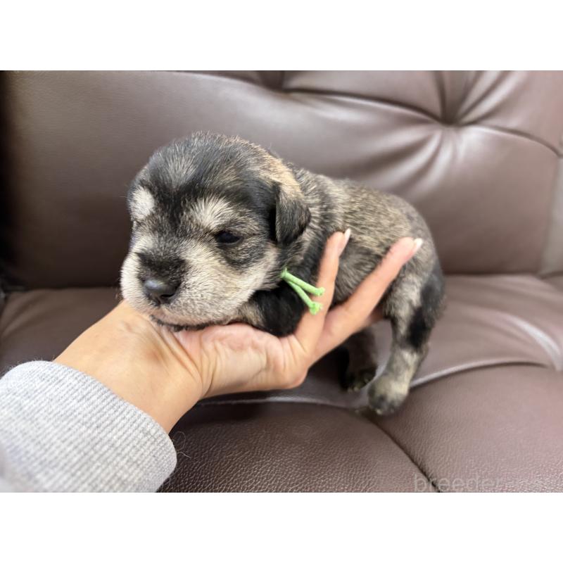 販売中の滋賀県のミニチュアシュナウザー-439507の2枚目