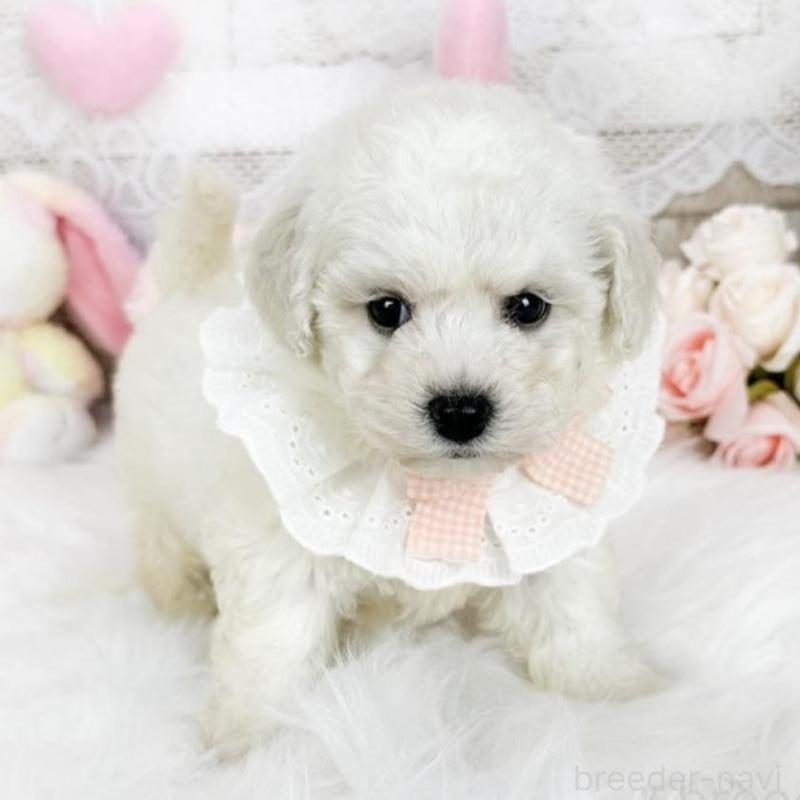 販売中の滋賀県のビションフリーゼ-439508の1枚目