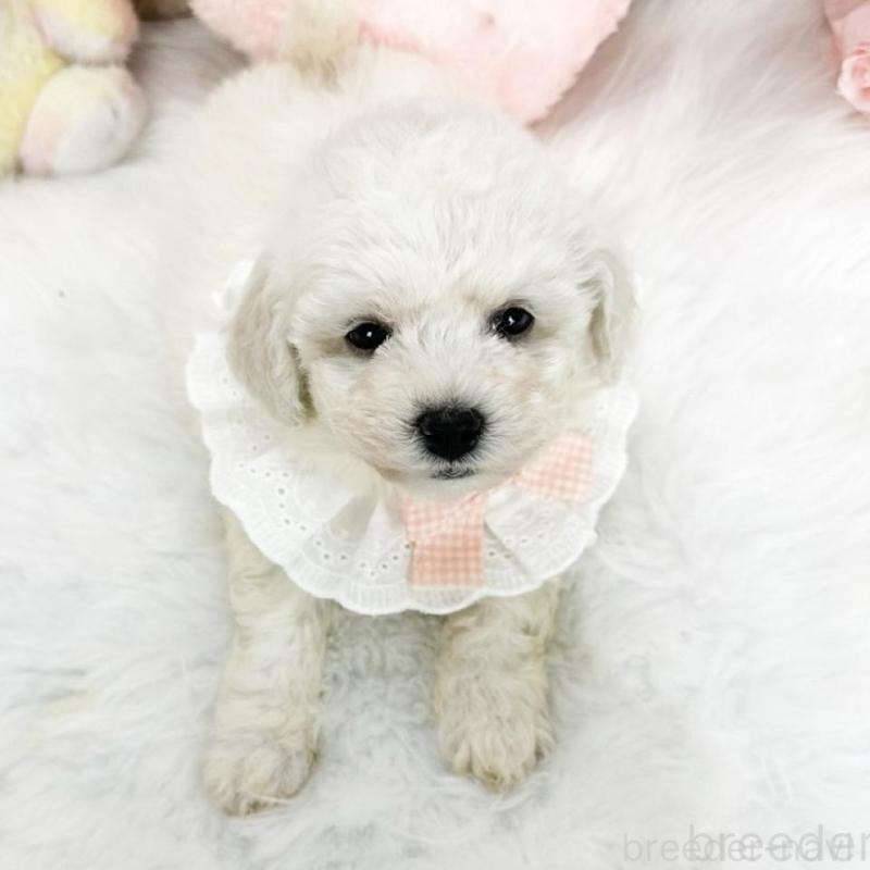 販売中の滋賀県のビションフリーゼ-439508の6枚目