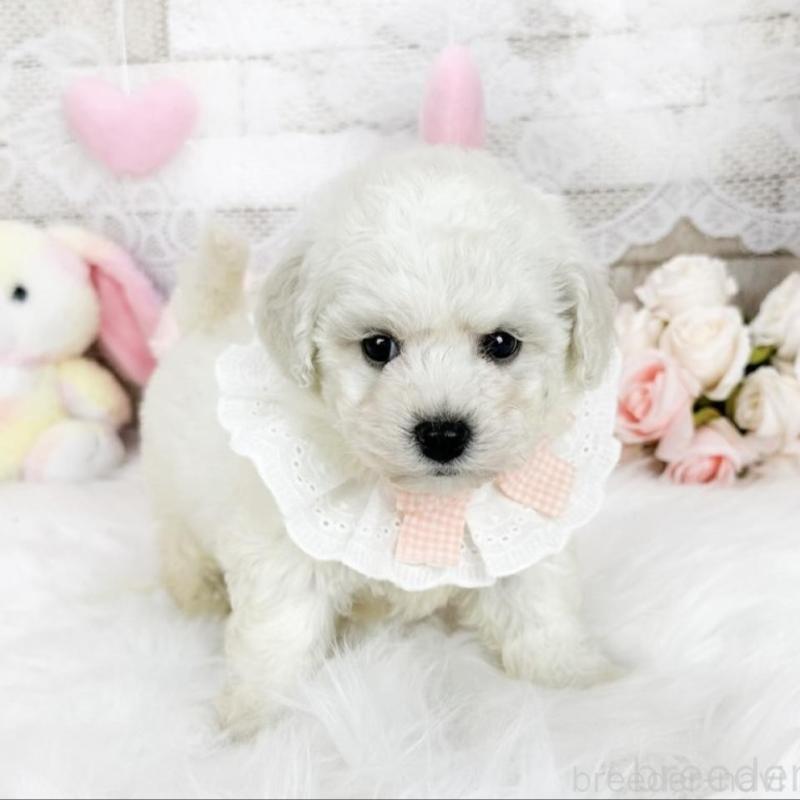 販売中の滋賀県のビションフリーゼ-439508の5枚目