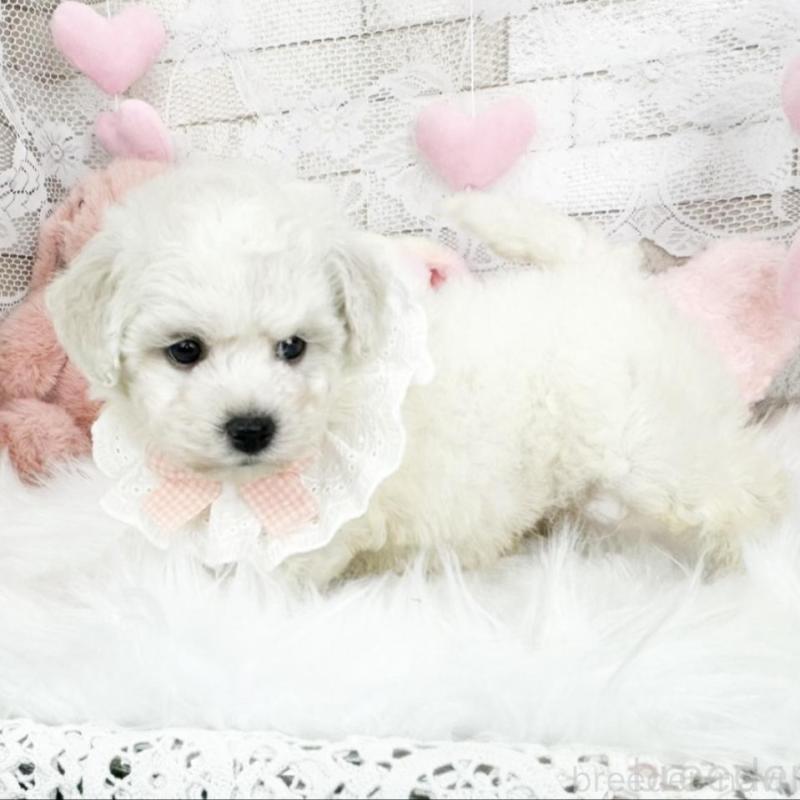 販売中の滋賀県のビションフリーゼ-439508の4枚目