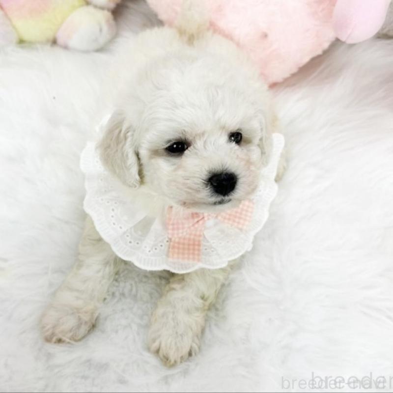 販売中の滋賀県のビションフリーゼ-439508の3枚目