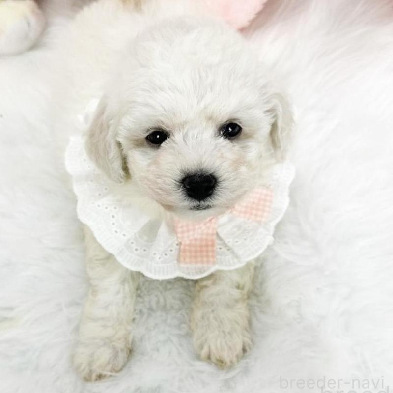 販売中の滋賀県のビションフリーゼ-439508の2枚目