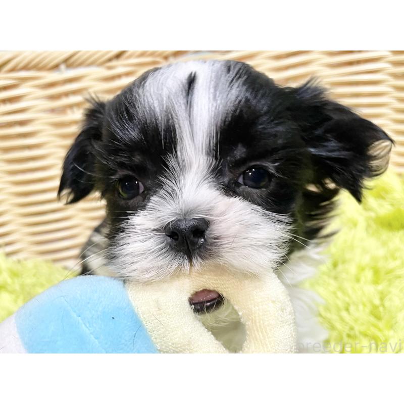 販売中の秋田県のマルシーズー:マルチーズ×シーズー-439060の10枚目