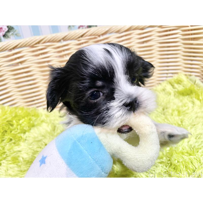 販売中の秋田県のマルシーズー:マルチーズ×シーズー-439060の9枚目