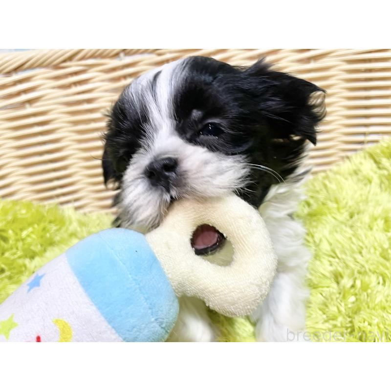 販売中の秋田県のマルシーズー:マルチーズ×シーズー-439060の7枚目