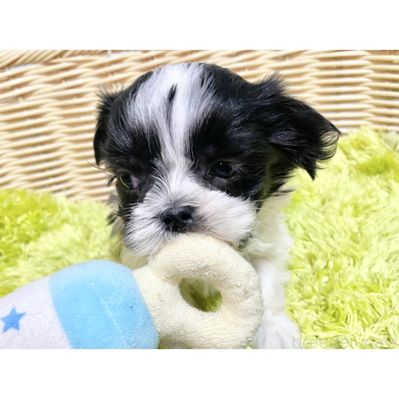 販売中の秋田県のマルシーズー:マルチーズ×シーズー-439060の6枚目