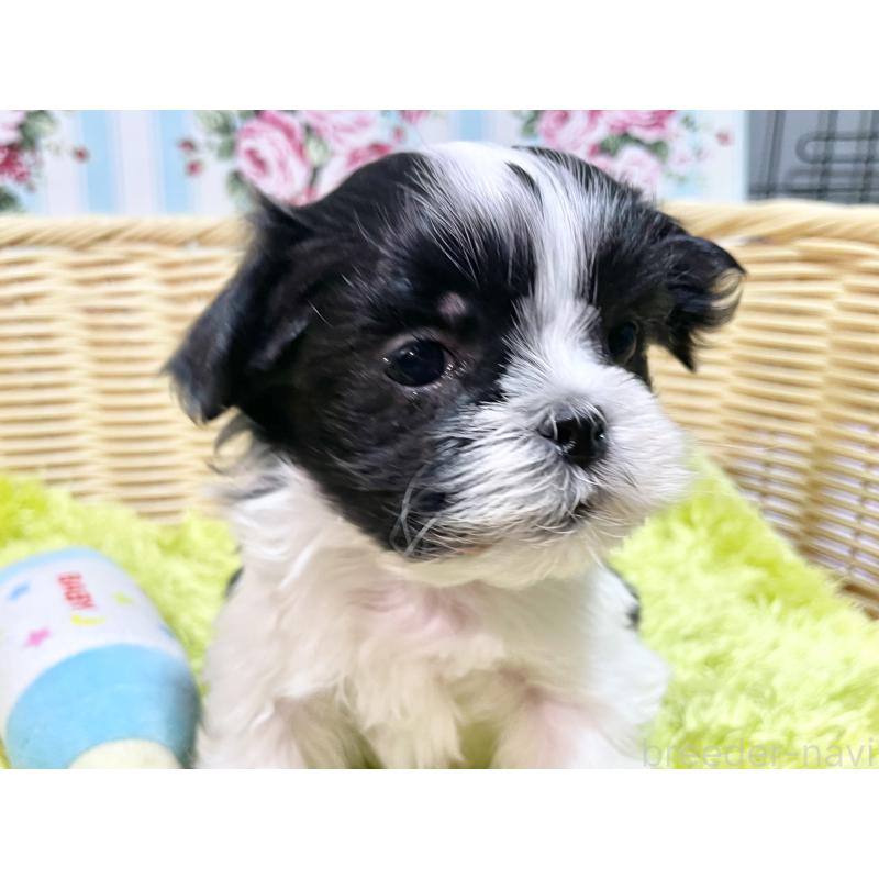 販売中の秋田県のマルシーズー:マルチーズ×シーズー-439060の5枚目