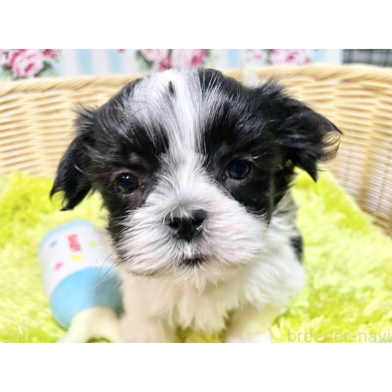 販売中の秋田県のマルシーズー:マルチーズ×シーズー-439060の3枚目