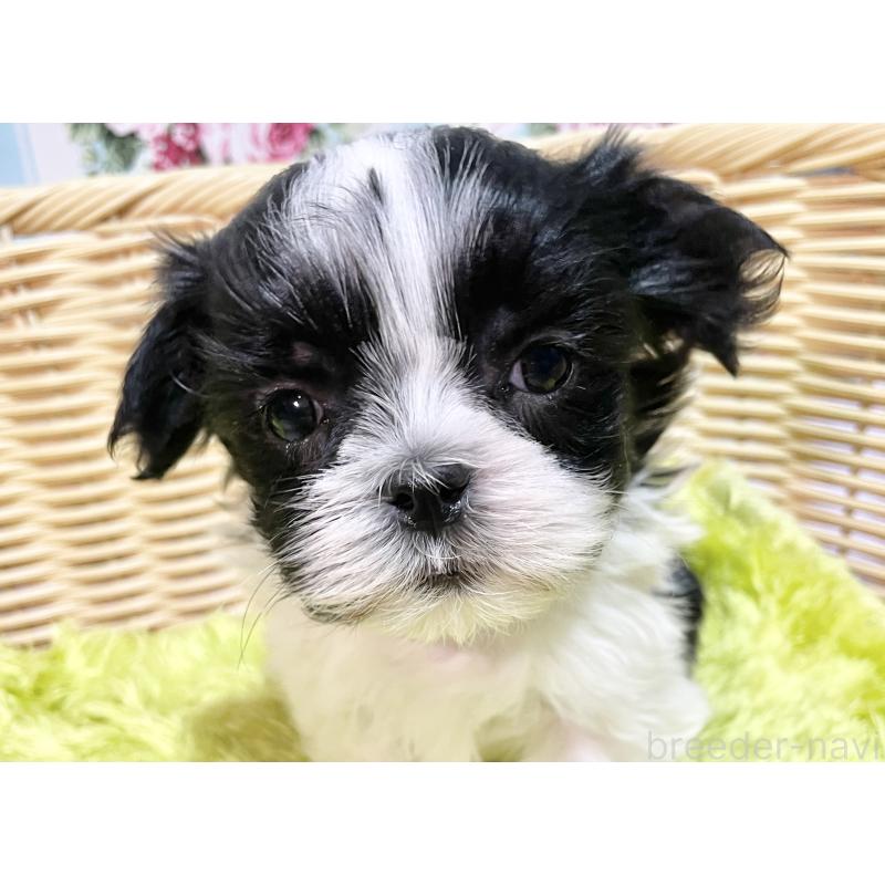 販売中の秋田県のマルシーズー:マルチーズ×シーズー-439060の2枚目