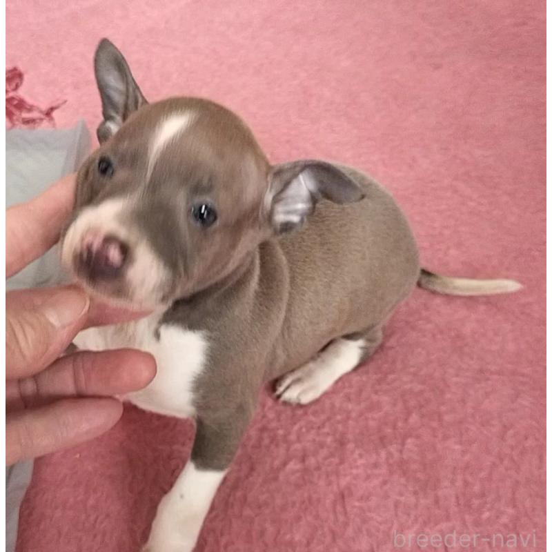 販売中の岐阜県のイタリアングレーハウンド(イタグレ)-439509の1枚目