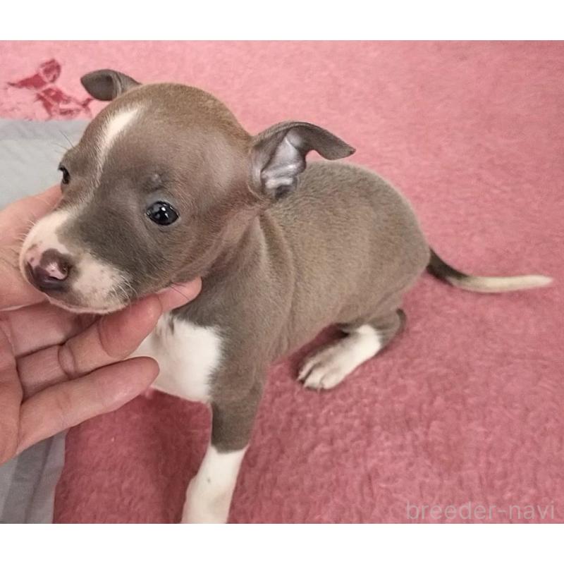 販売中の岐阜県のイタリアングレーハウンド(イタグレ)-439509の2枚目