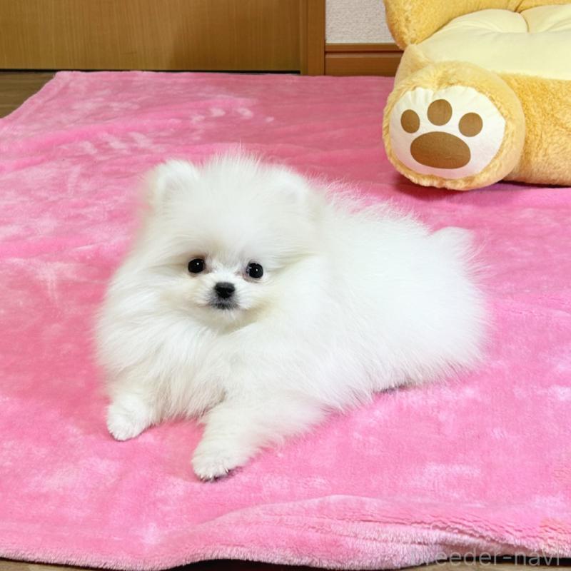 販売中の京都府のポメラニアン-439511の1枚目