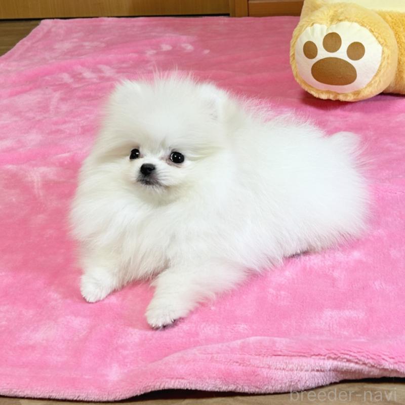 販売中の京都府のポメラニアン-439511の7枚目