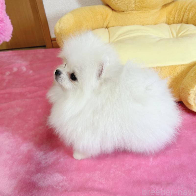 販売中の京都府のポメラニアン-439511の6枚目