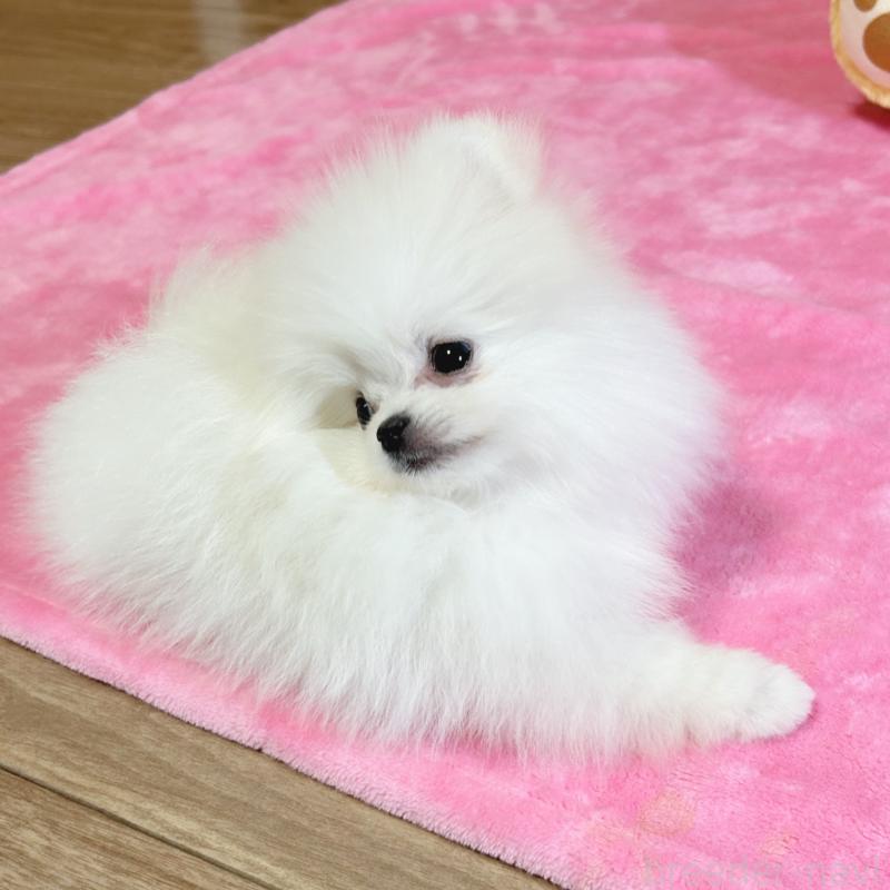 販売中の京都府のポメラニアン-439511の5枚目