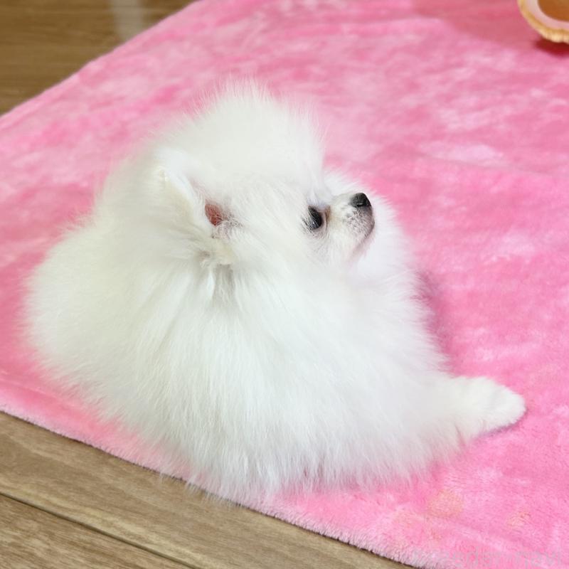 販売中の京都府のポメラニアン-439511の4枚目