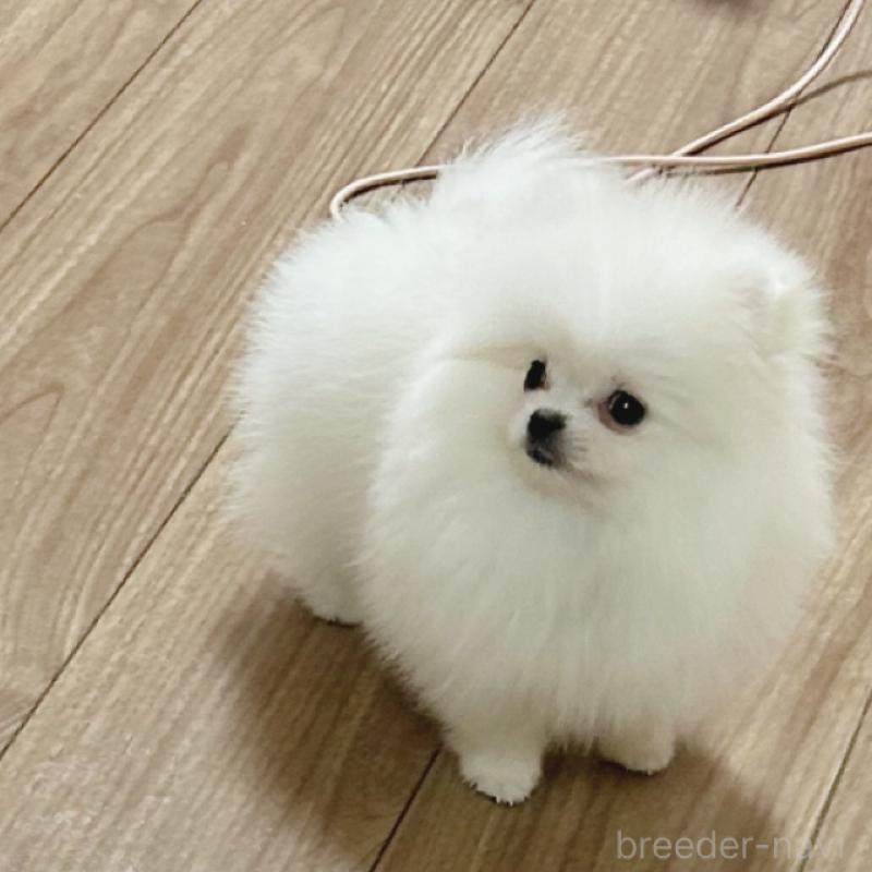 販売中の京都府のポメラニアン-439511の3枚目