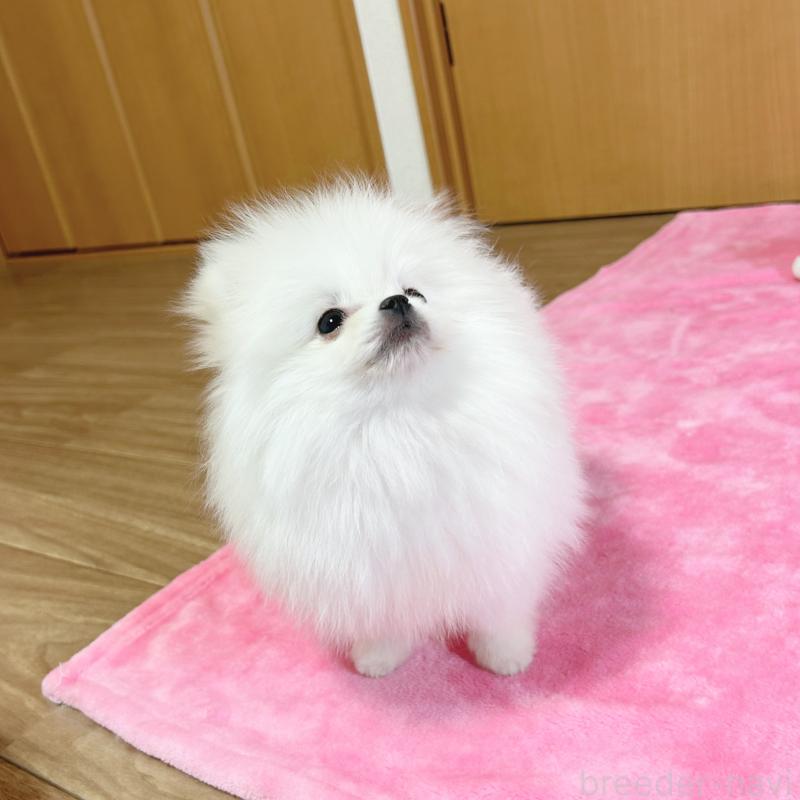 販売中の京都府のポメラニアン-439511の2枚目