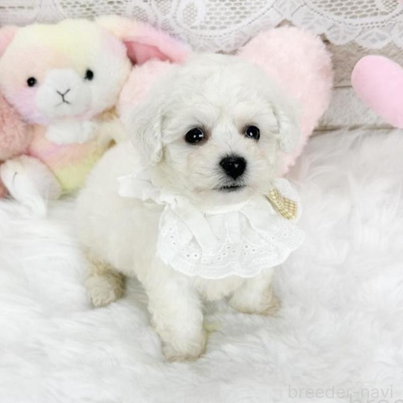 販売中の滋賀県のビションフリーゼ-439510