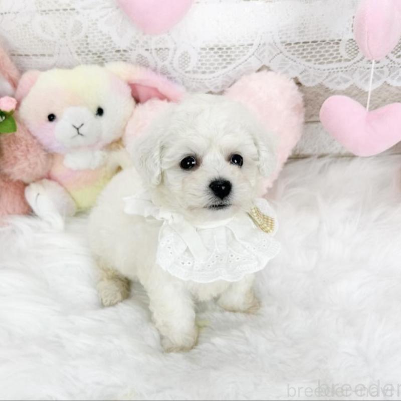 販売中の滋賀県のビションフリーゼ-439510の5枚目