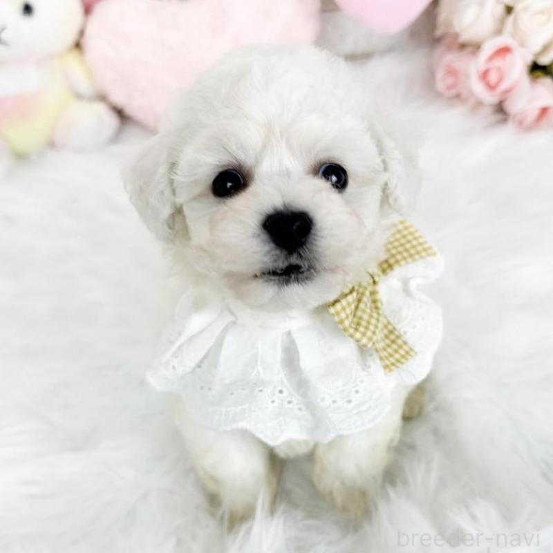 販売中の滋賀県のビションフリーゼ-439510の4枚目