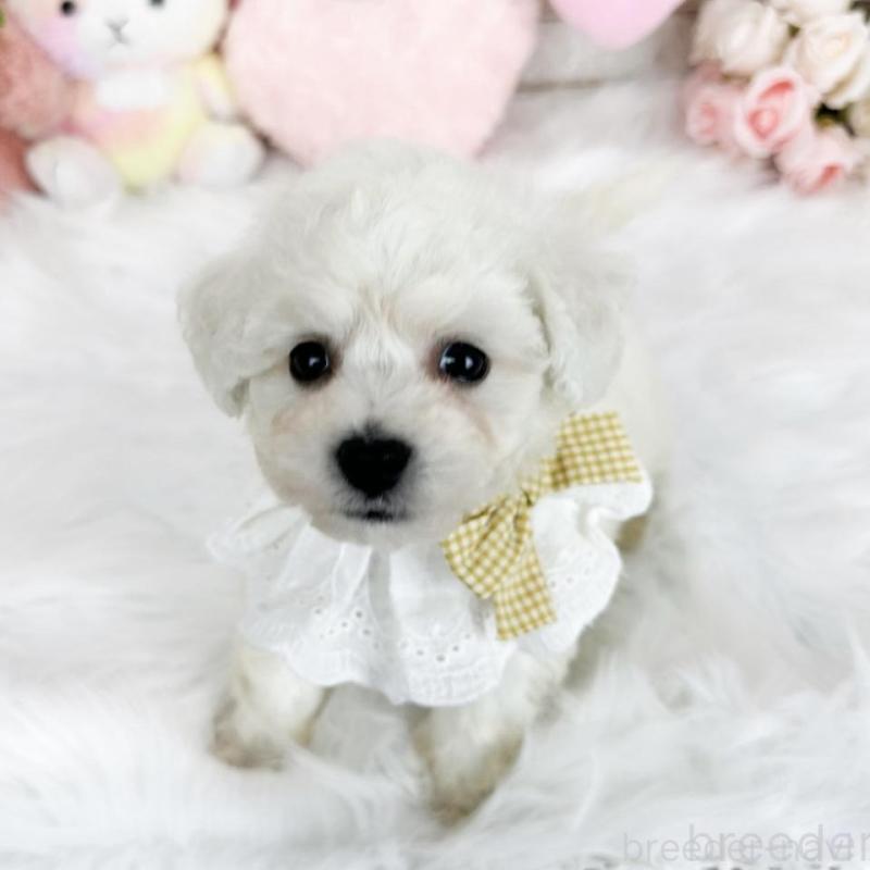 販売中の滋賀県のビションフリーゼ-439510の3枚目