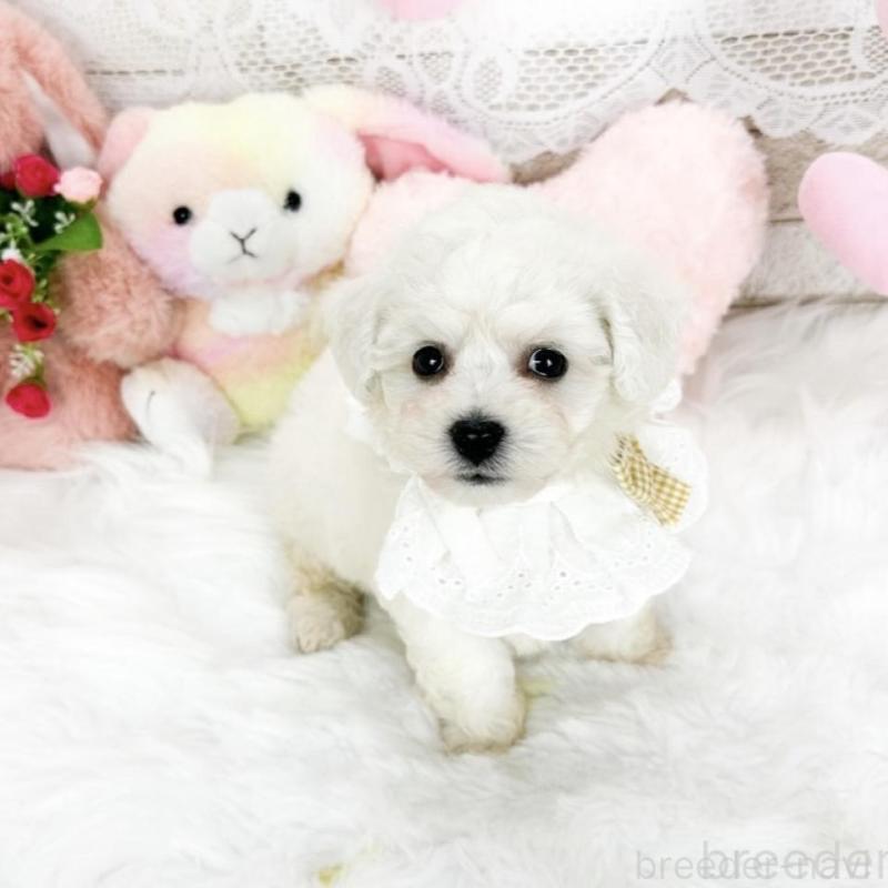 販売中の滋賀県のビションフリーゼ-439510の2枚目