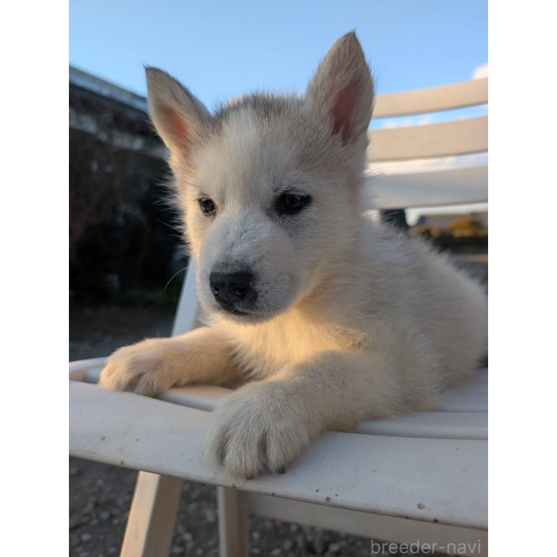 販売中の宮崎県のシベリアンハスキー-439512の5枚目