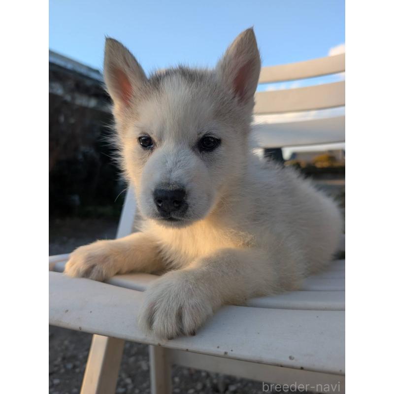 販売中の宮崎県のシベリアンハスキー-439512の4枚目