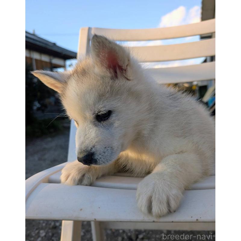 販売中の宮崎県のシベリアンハスキー-439512の3枚目