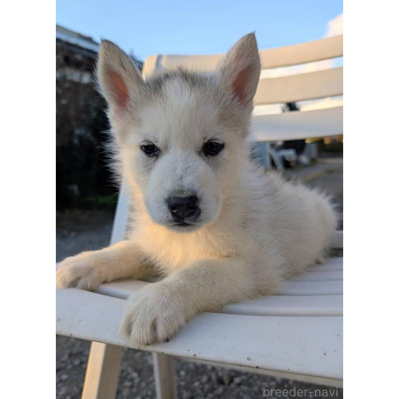 販売中の宮崎県のシベリアンハスキー-439512の2枚目